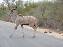Kruger National Park J2